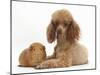 Red Toy Poodle Dog and Red Guinea Pig-Mark Taylor-Mounted Photographic Print