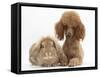 Red Toy Poodle Dog, with Sandy Lop Rabbit-Mark Taylor-Framed Stretched Canvas
