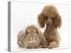 Red Toy Poodle Dog, with Sandy Lop Rabbit-Mark Taylor-Stretched Canvas