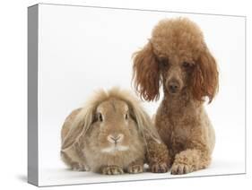 Red Toy Poodle Dog, with Sandy Lop Rabbit-Mark Taylor-Stretched Canvas