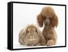 Red Toy Poodle Dog, with Sandy Lop Rabbit-Mark Taylor-Framed Stretched Canvas