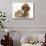 Red Toy Poodle Dog, with Sandy Lop Rabbit-Mark Taylor-Stretched Canvas displayed on a wall