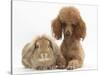 Red Toy Poodle Dog, with Sandy Lop Rabbit-Mark Taylor-Stretched Canvas