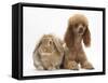 Red Toy Poodle Dog, with Sandy Lop Rabbit-Mark Taylor-Framed Stretched Canvas