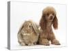 Red Toy Poodle Dog, with Sandy Lop Rabbit-Mark Taylor-Stretched Canvas