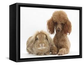 Red Toy Poodle Dog, with Sandy Lop Rabbit-Mark Taylor-Framed Stretched Canvas