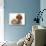 Red Toy Poodle Dog, with Sandy Lop Rabbit-Mark Taylor-Photographic Print displayed on a wall