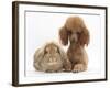 Red Toy Poodle Dog, with Sandy Lop Rabbit-Mark Taylor-Framed Photographic Print