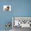 Red Toy Poodle Dog, with Sandy Lop Rabbit-Mark Taylor-Photographic Print displayed on a wall