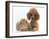 Red Toy Poodle Dog, with Sandy Lop Rabbit-Mark Taylor-Framed Photographic Print