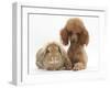 Red Toy Poodle Dog, with Sandy Lop Rabbit-Mark Taylor-Framed Photographic Print