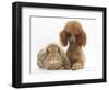 Red Toy Poodle Dog, with Sandy Lop Rabbit-Mark Taylor-Framed Photographic Print