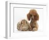 Red Toy Poodle Dog, with Sandy Lop Rabbit-Mark Taylor-Framed Photographic Print