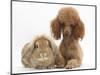 Red Toy Poodle Dog, with Sandy Lop Rabbit-Mark Taylor-Mounted Photographic Print