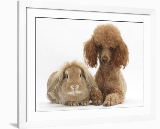 Red Toy Poodle Dog, with Sandy Lop Rabbit-Mark Taylor-Framed Photographic Print