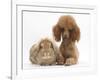 Red Toy Poodle Dog, with Sandy Lop Rabbit-Mark Taylor-Framed Photographic Print