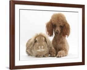 Red Toy Poodle Dog, with Sandy Lop Rabbit-Mark Taylor-Framed Photographic Print