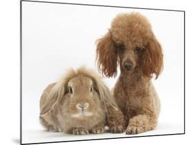 Red Toy Poodle Dog, with Sandy Lop Rabbit-Mark Taylor-Mounted Photographic Print