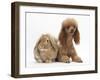 Red Toy Poodle Dog, with Sandy Lop Rabbit-Mark Taylor-Framed Photographic Print