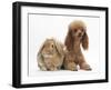 Red Toy Poodle Dog, with Sandy Lop Rabbit-Mark Taylor-Framed Photographic Print