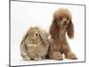 Red Toy Poodle Dog, with Sandy Lop Rabbit-Mark Taylor-Mounted Photographic Print
