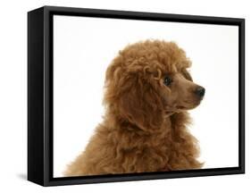 Red Toy Poodle Pup, Reggie, 12 Weeks-Mark Taylor-Framed Stretched Canvas