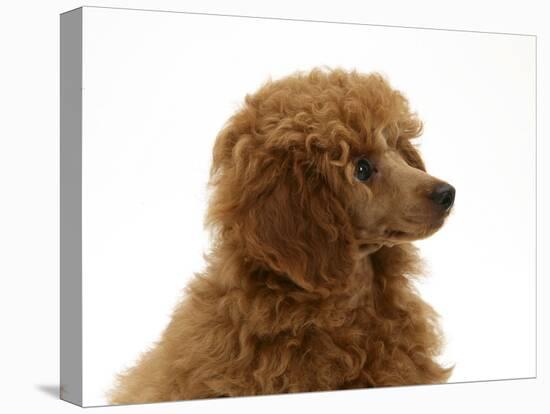Red Toy Poodle Pup, Reggie, 12 Weeks-Mark Taylor-Stretched Canvas