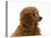 Red Toy Poodle Pup, Reggie, 12 Weeks-Mark Taylor-Stretched Canvas