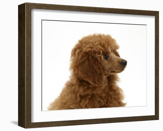 Red Toy Poodle Pup, Reggie, 12 Weeks-Mark Taylor-Framed Photographic Print
