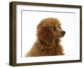 Red Toy Poodle Pup, Reggie, 12 Weeks-Mark Taylor-Framed Photographic Print