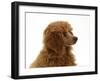 Red Toy Poodle Pup, Reggie, 12 Weeks-Mark Taylor-Framed Photographic Print