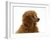 Red Toy Poodle Pup, Reggie, 12 Weeks-Mark Taylor-Framed Photographic Print