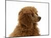 Red Toy Poodle Pup, Reggie, 12 Weeks-Mark Taylor-Mounted Photographic Print