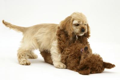toy cocker spaniel