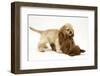 Red Toy Poodle Puppy, 12 Weeks, Play Fighting with Buff American Cocker Spaniel Puppy,11 Weeks-Mark Taylor-Framed Photographic Print