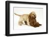 Red Toy Poodle Puppy, 12 Weeks, Play Fighting with Buff American Cocker Spaniel Puppy,11 Weeks-Mark Taylor-Framed Photographic Print