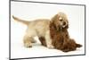 Red Toy Poodle Puppy, 12 Weeks, Play Fighting with Buff American Cocker Spaniel Puppy,11 Weeks-Mark Taylor-Mounted Photographic Print