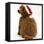 Red Toy Poodle Puppy, Reggie, 12 Weeks Old, Wearing a Father Christmas Hat-Mark Taylor-Framed Stretched Canvas