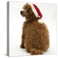 Red Toy Poodle Puppy, Reggie, 12 Weeks Old, Wearing a Father Christmas Hat-Mark Taylor-Stretched Canvas