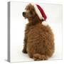 Red Toy Poodle Puppy, Reggie, 12 Weeks Old, Wearing a Father Christmas Hat-Mark Taylor-Stretched Canvas