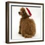 Red Toy Poodle Puppy, Reggie, 12 Weeks Old, Wearing a Father Christmas Hat-Mark Taylor-Framed Photographic Print