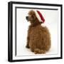 Red Toy Poodle Puppy, Reggie, 12 Weeks Old, Wearing a Father Christmas Hat-Mark Taylor-Framed Photographic Print