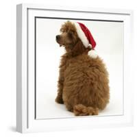 Red Toy Poodle Puppy, Reggie, 12 Weeks Old, Wearing a Father Christmas Hat-Mark Taylor-Framed Photographic Print