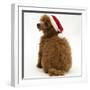 Red Toy Poodle Puppy, Reggie, 12 Weeks Old, Wearing a Father Christmas Hat-Mark Taylor-Framed Photographic Print