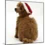 Red Toy Poodle Puppy, Reggie, 12 Weeks Old, Wearing a Father Christmas Hat-Mark Taylor-Mounted Photographic Print