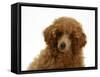 Red Toy Poodle Puppy, Reggie, 12 Weeks, Portrait-Mark Taylor-Framed Stretched Canvas