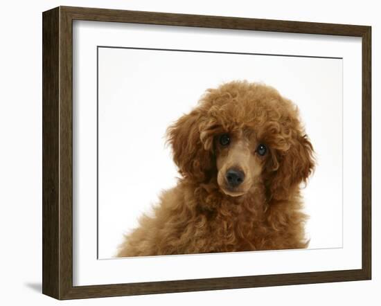 Red Toy Poodle Puppy, Reggie, 12 Weeks, Portrait-Mark Taylor-Framed Photographic Print