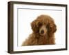 Red Toy Poodle Puppy, Reggie, 12 Weeks, Portrait-Mark Taylor-Framed Photographic Print