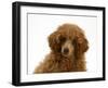 Red Toy Poodle Puppy, Reggie, 12 Weeks, Portrait-Mark Taylor-Framed Photographic Print