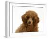 Red Toy Poodle Puppy, Reggie, 12 Weeks, Portrait-Mark Taylor-Framed Photographic Print